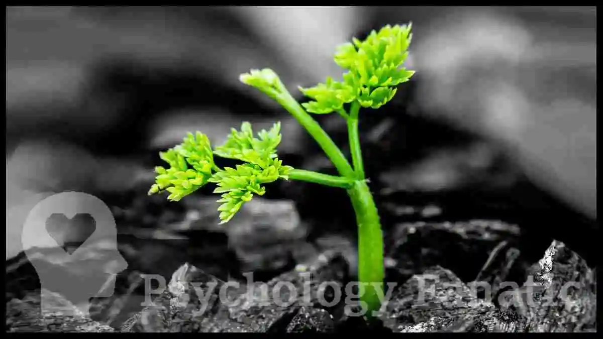 Ashes of Destruction