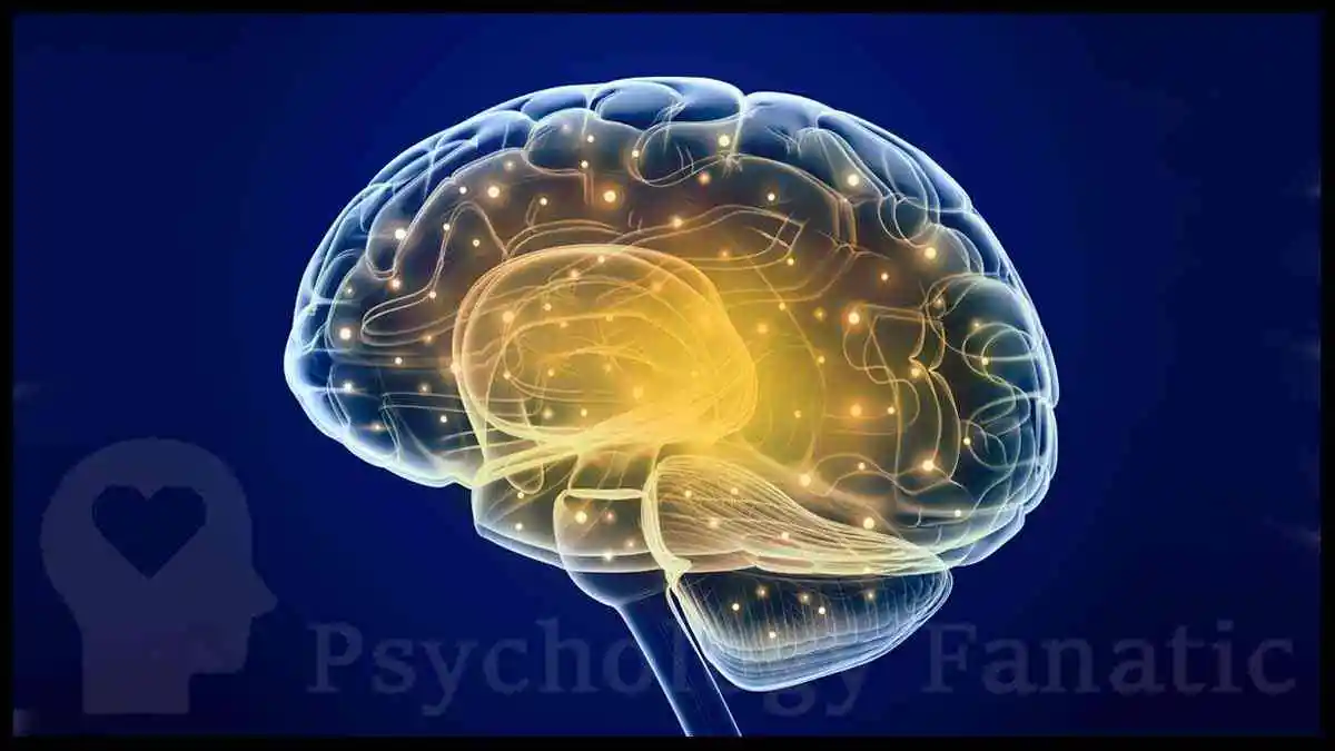 Social Neuroscience. Psychology Fanatic article feature image